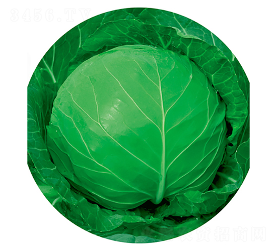 綠寶石-甘藍種子-立信