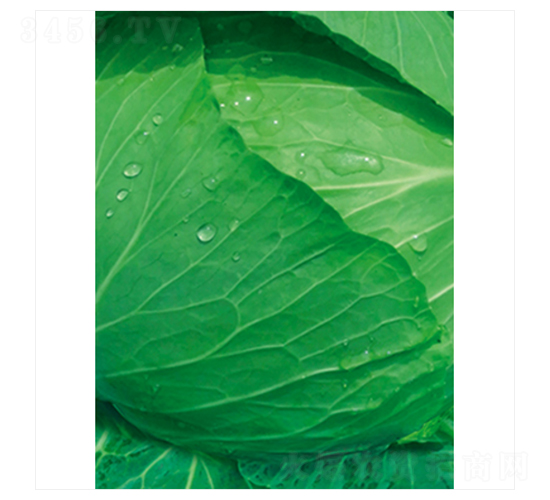 寒王-甘藍(lán)種子-立信
