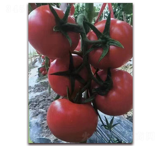 紅桃K-紅果番茄種子-金誠益農(nóng)