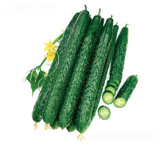 大川五號青瓜-黃瓜種子-立信