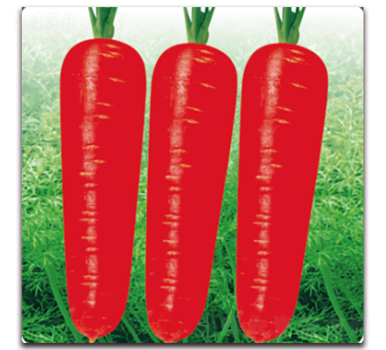 美譽9號-胡蘿卜種子-百斯特