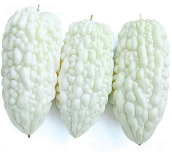 白起-苦瓜種子-立信