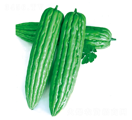 安卓三號(hào)-苦瓜種子-立信