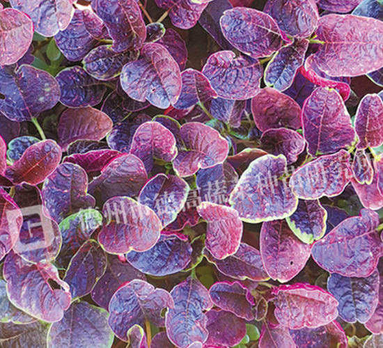 德高17號-莧菜種子-德高