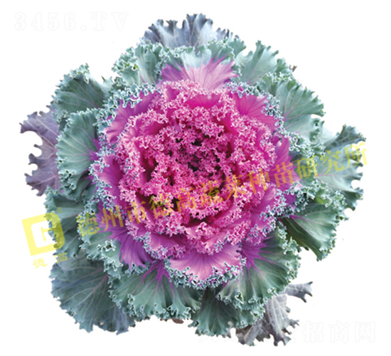 紫霞仙子-羽衣甘藍(lán)種子-德高