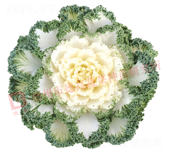 白雪公主-羽衣甘藍種子-德高