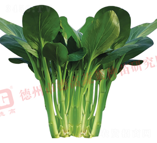 德高青苔-菜薹種子-德高