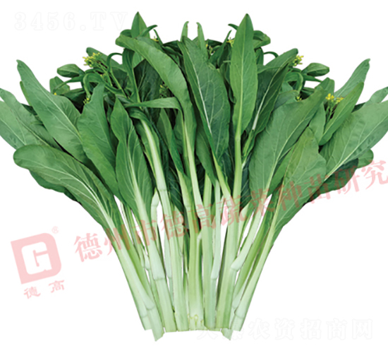 德高2027-菜薹種子-德高