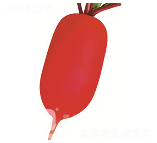 紅小胖-紅皮蘿卜種子-德高