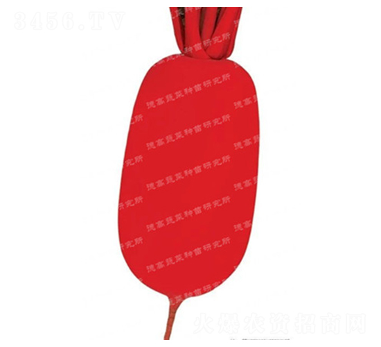 秋紅-紅皮蘿卜種子-德高