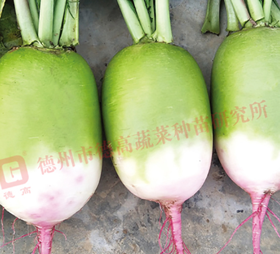 R177-蘿卜種子-德高