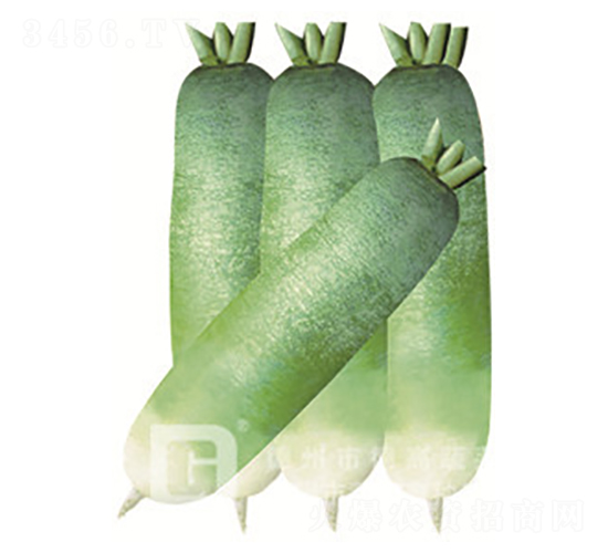 德高青-水果蘿卜種子-德高