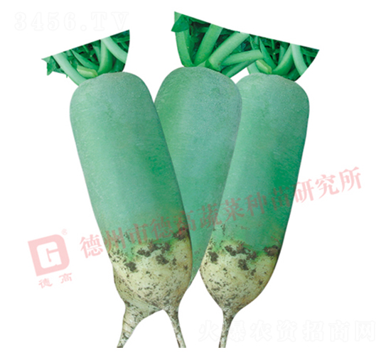 清泉-水果蘿卜種子-德高