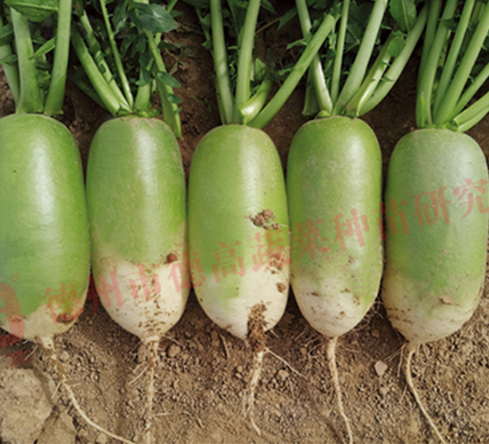 RS53-黃綠皮蘿卜種子-德高