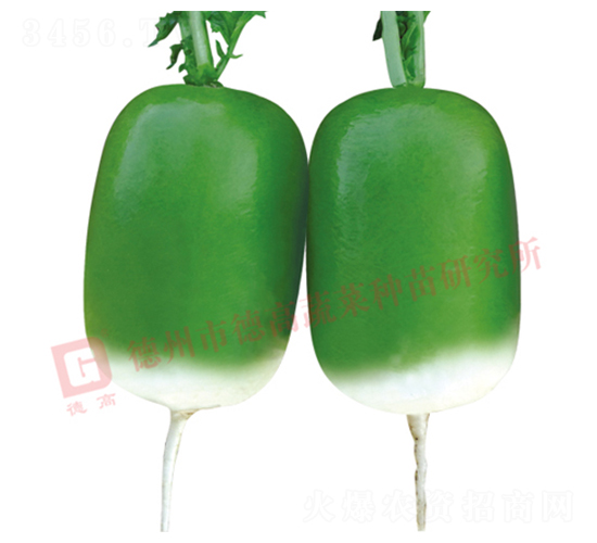 寶玉-黃綠皮蘿卜種子-德高