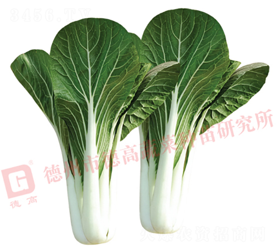 德高1420-白梗菜種子-德高