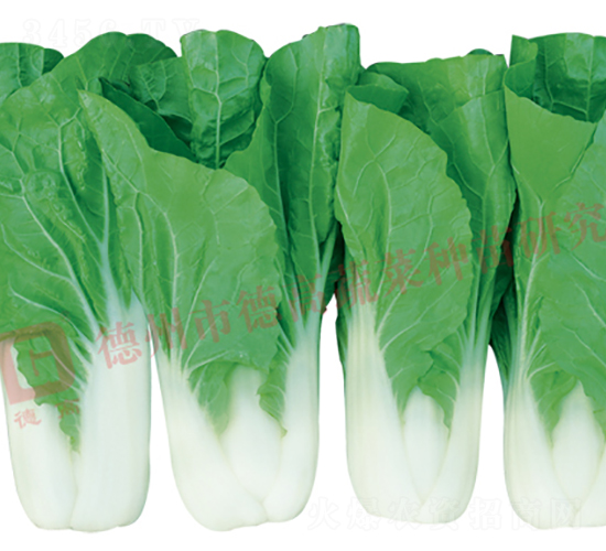 天鵝白2號-白梗菜種子-德高