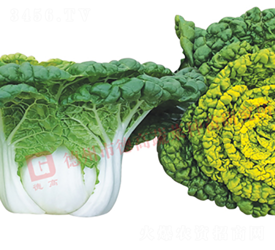 金翠6號-白梗菜種子-德高