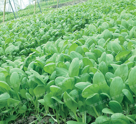 雞毛菜3號(hào)-青梗菜種子-德高