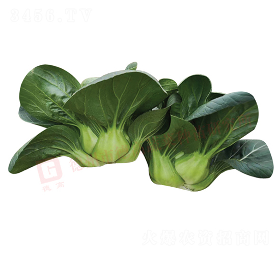 蘇州青-青梗菜種子-德高
