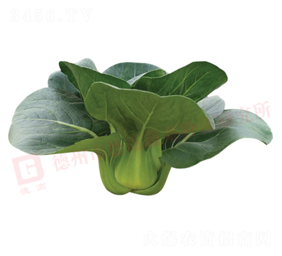 德高1226-青梗菜種子-德高