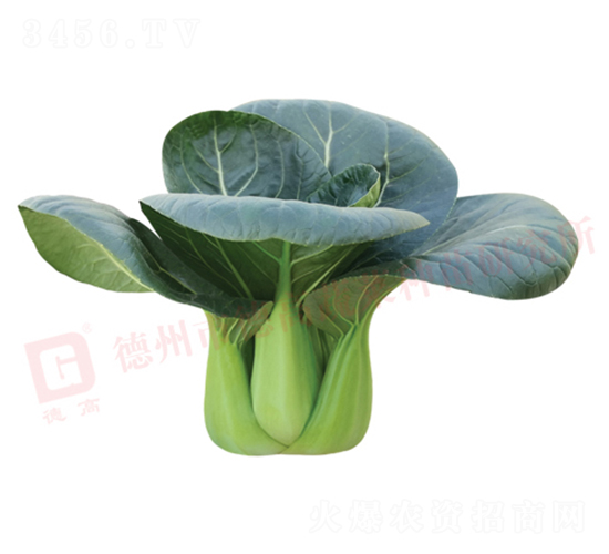 德高1135-青梗菜種子-德高、