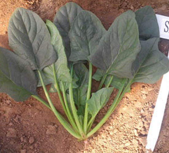 隆冬王-菠菜種子