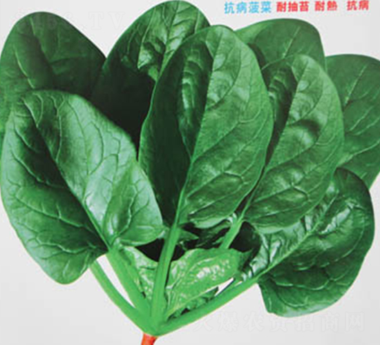 荷蘭綠神-菠菜種子