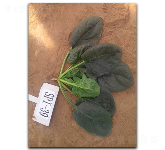 丹麥越夏王-菠菜種子