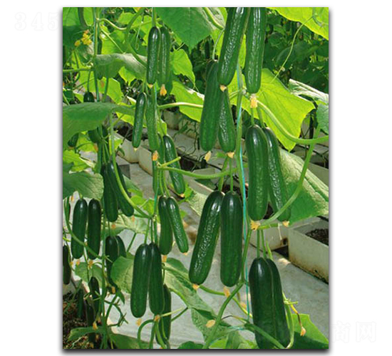 綠貝-黃瓜種子