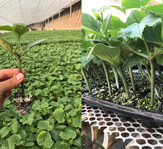 �����@��ľ-�S�ϷN��