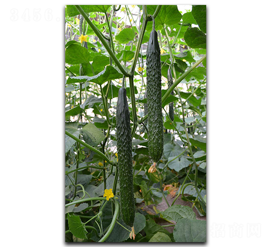 ����53-�S�ϷN��