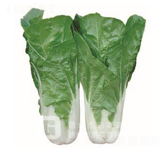 德高1138-快菜種子-德高