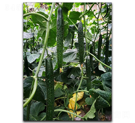 ʥ��(y��u)89-�S�ϷN��