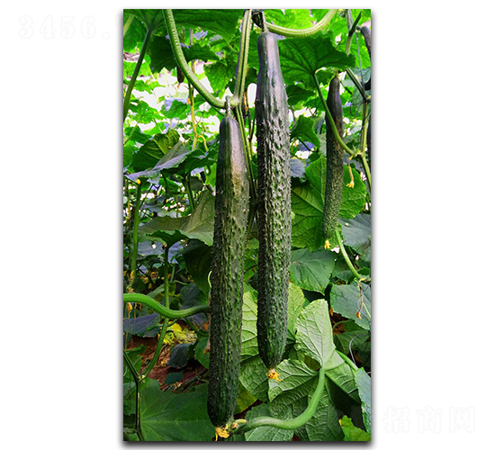 �ۃ�(y��u)233-�S�ϷN��