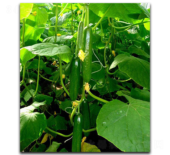 ���оGؐ-�S�ϷN��