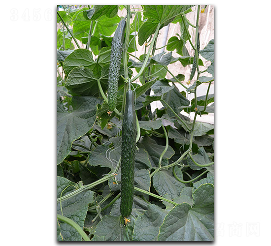 �ۃ�(y��u)60-�S�ϷN��