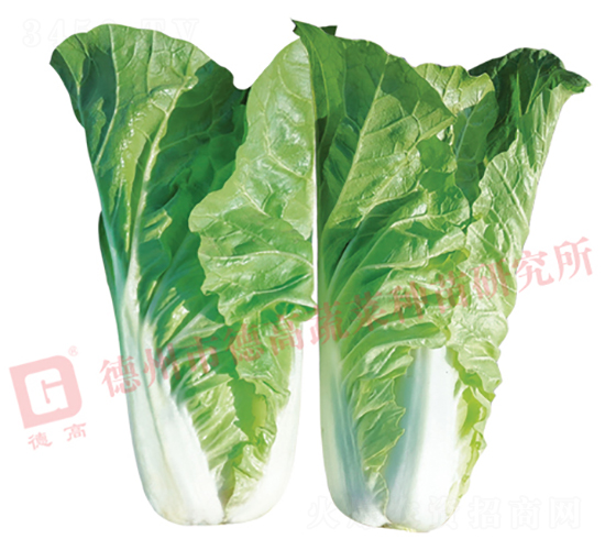 德高1784-快菜種子-德高