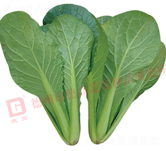 靚綠-快菜種子-德高