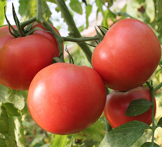 壽研PT305-番茄種子