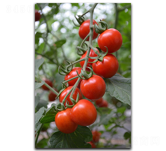 壽研丹霞-番茄種子