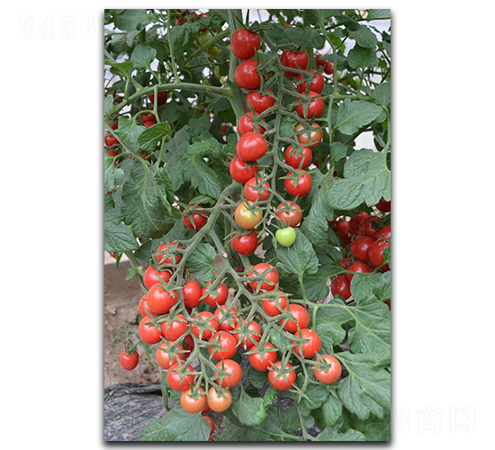 ���г�ؐ-���ѷN��