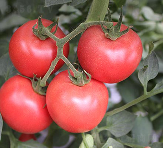 ����PT519-���ѷN��