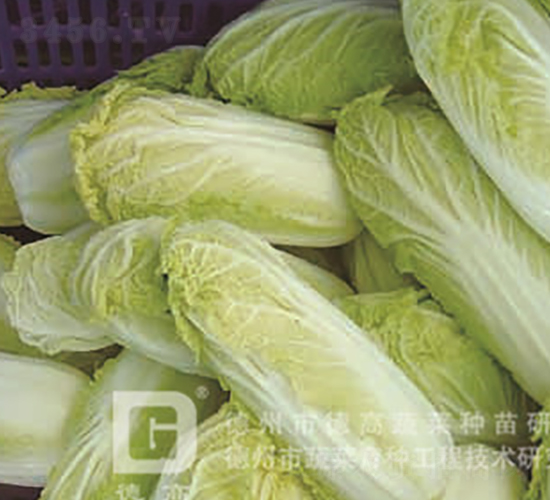 德高金玉黃-娃娃菜種子-德高