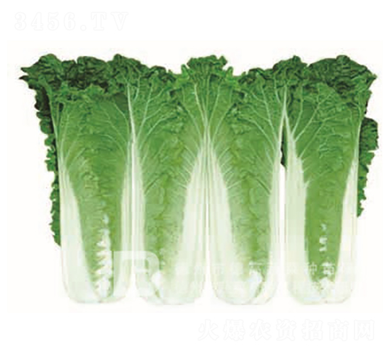 德高玉娃娃-娃娃菜種子-德高