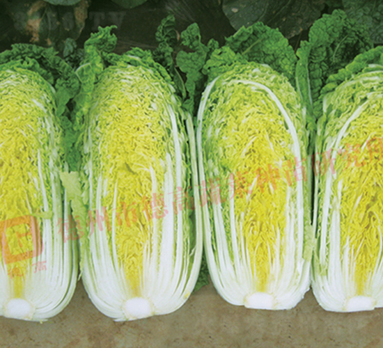 德高金娃娃-娃娃菜種子-德高