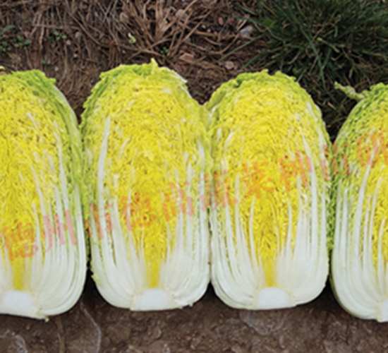 �¸�CR���-���޲˷N��-�¸�