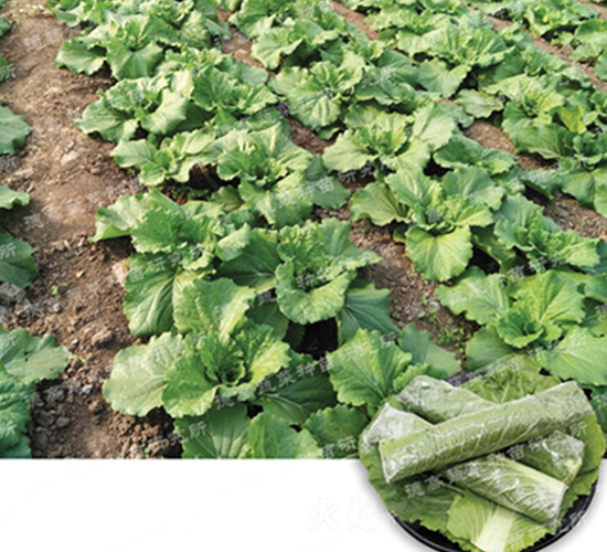 德高擗幫菜-大白菜種子-德高