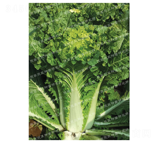 大棵菜-德高福星-大白菜種子-德高