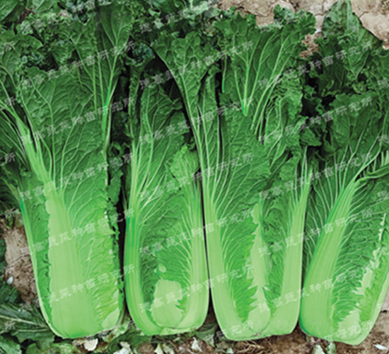 鐵甲307-大白菜種子-德高